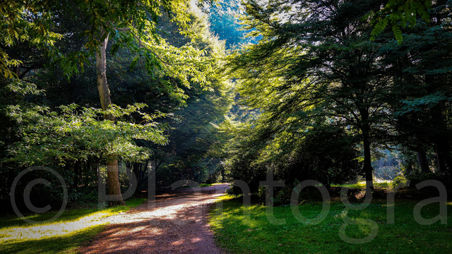 Walk to Peace - limited edition poster print