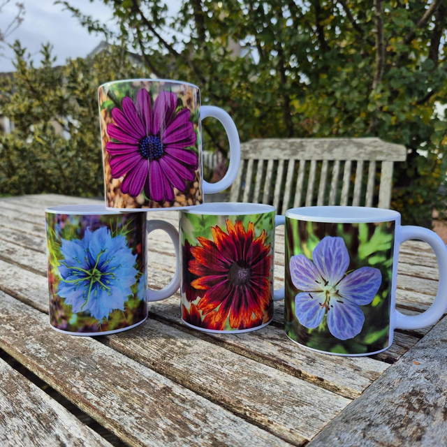 Osteospermum mug