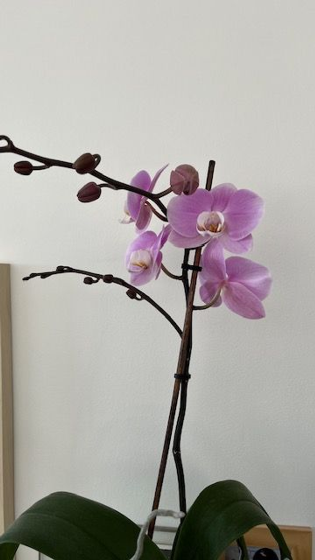 Séance individuelle en EHPAD/Maison de retraite sur Marseille