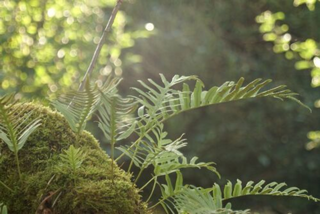 Polypodium vulgare P9 (0.5l)