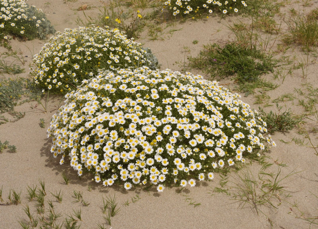 Anthémis des sables (Anthemis maritima )