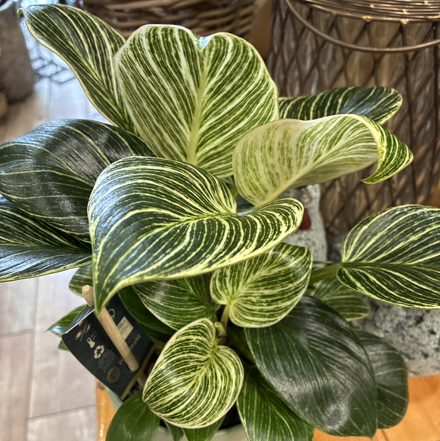 Philodendron Birkin – elegantná izbová rastlina s pruhovanými listami