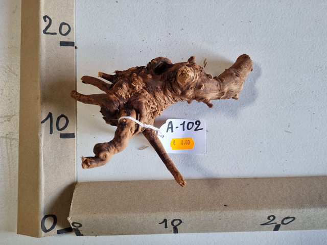 Racine araignée A-102