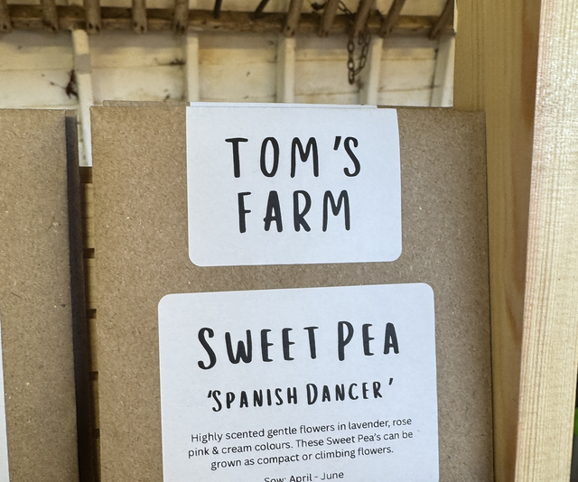 Sweet Pea Spanish Dancer