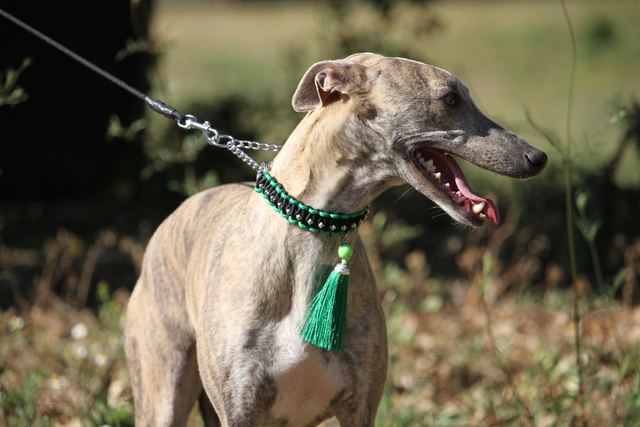 Collier CHARLESTON  vert 