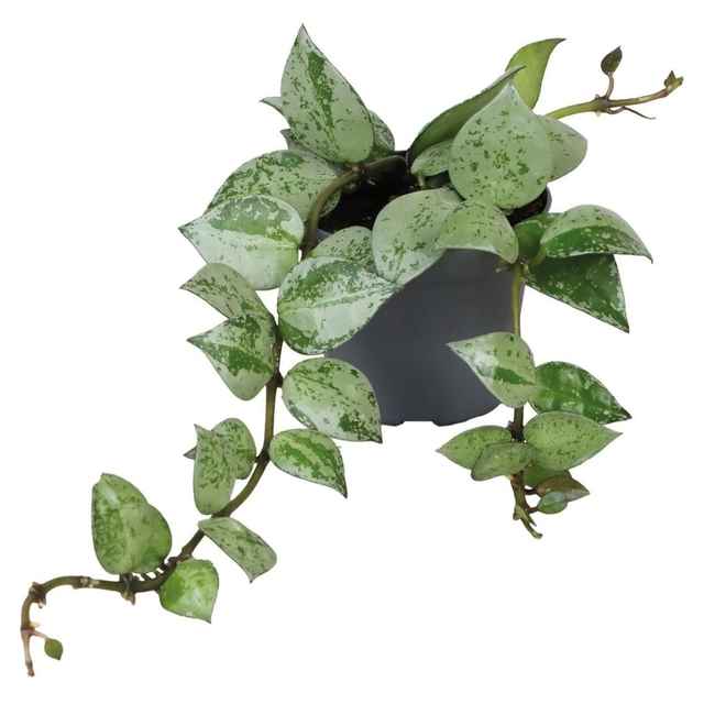 PT Hoya Krohiana Eskimo 8715897361494