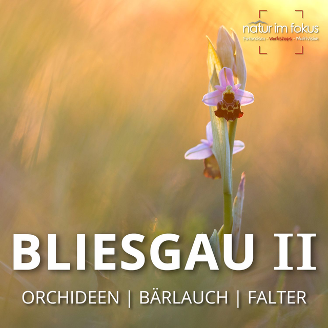 2-Workshop Bliesgau II – Orchideen & Bärlauch – 09.-10.05.2026