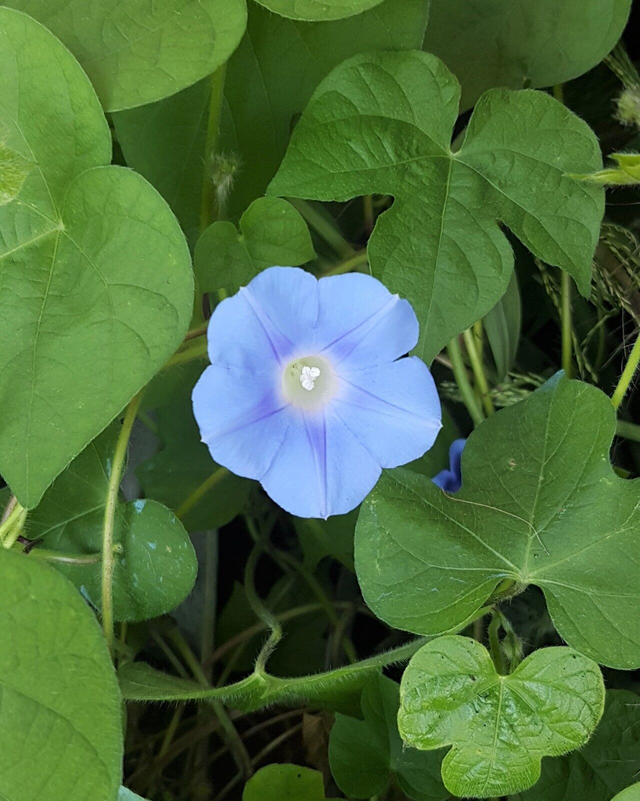 20 graines Ipomoea hederacea rare samen seeds ipomée morning glory madagascar