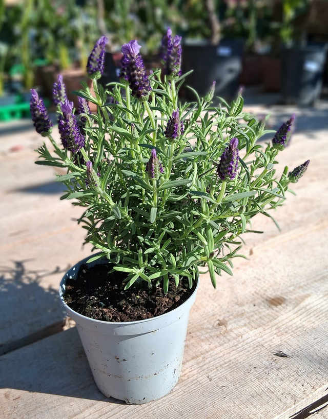 M04 . Lavandula Stochaes