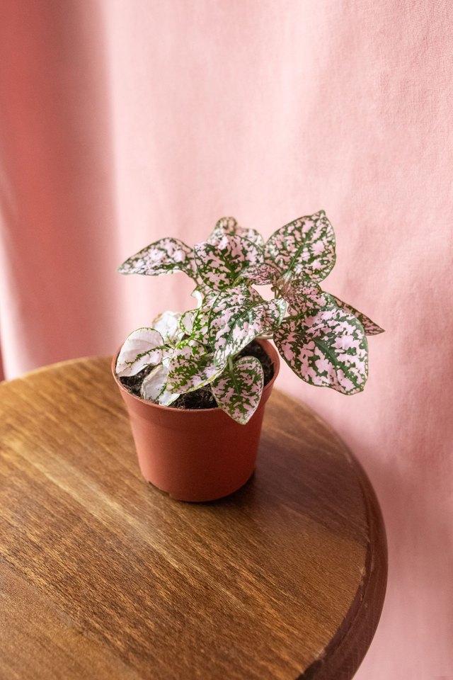 Hypoestes Phyllostachys Rose poudré 🌿