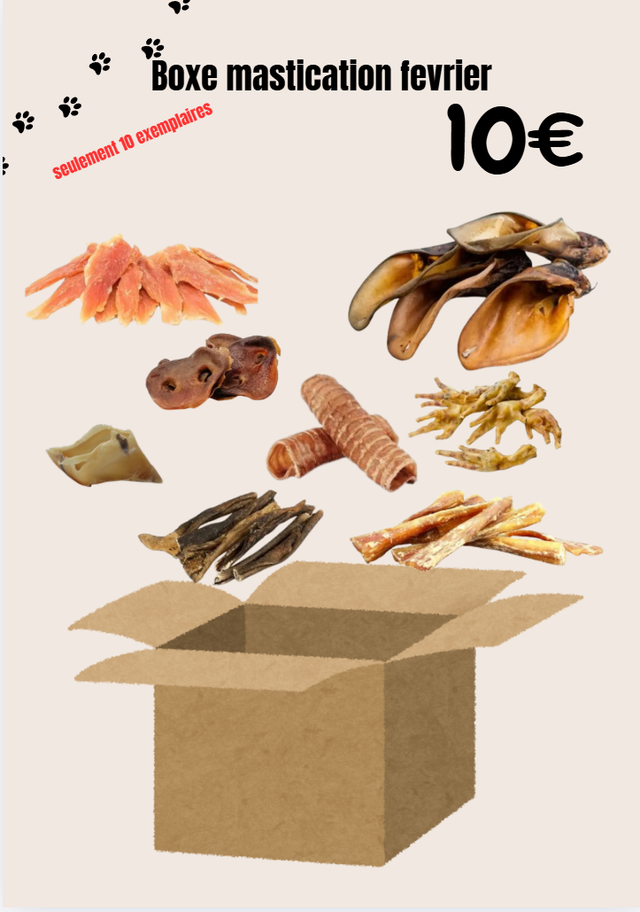 boxe de février pour chien