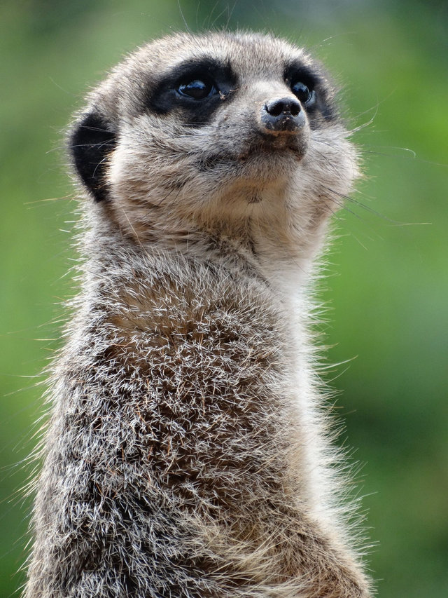 A5 Blank Greeting Cards (zoo selection)