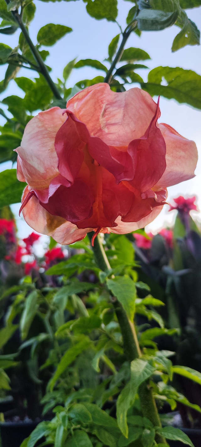 SB Marquise des Anges