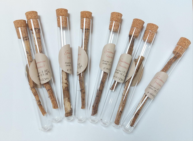 Hochet de guimauve (racine)