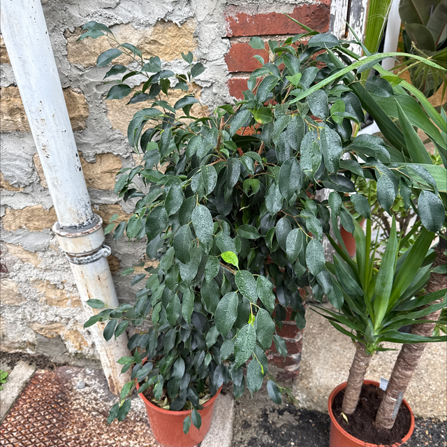 Ficus Emma (Arborescent) 