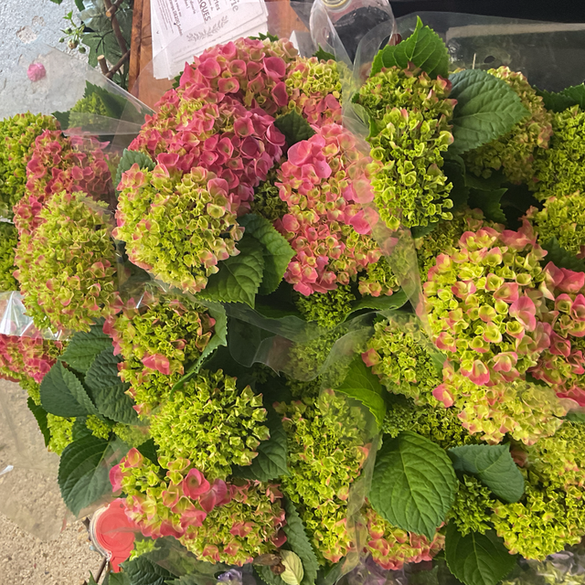 Hydrangea freudenstein