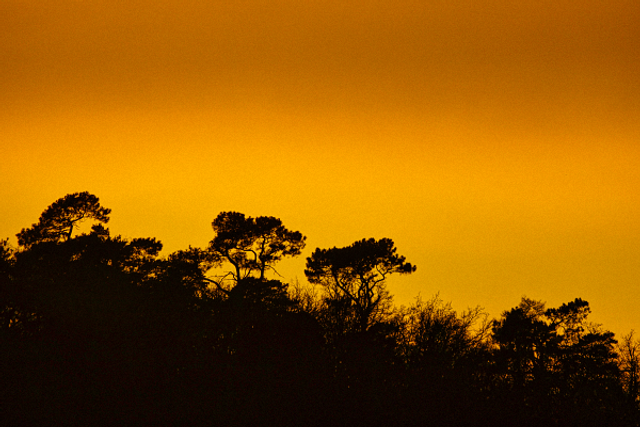 Canopée au coucher l'été