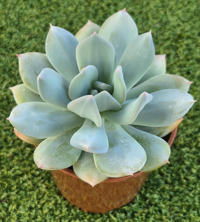 Pachyveria &#039;Apricot Ice&#039; 