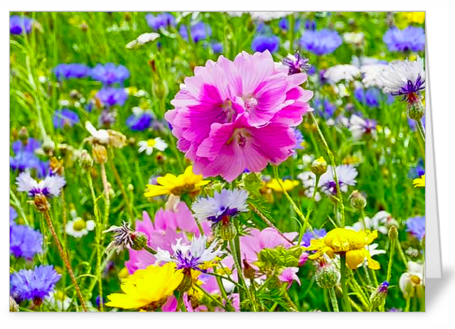 Wildflowers luxury notecard
