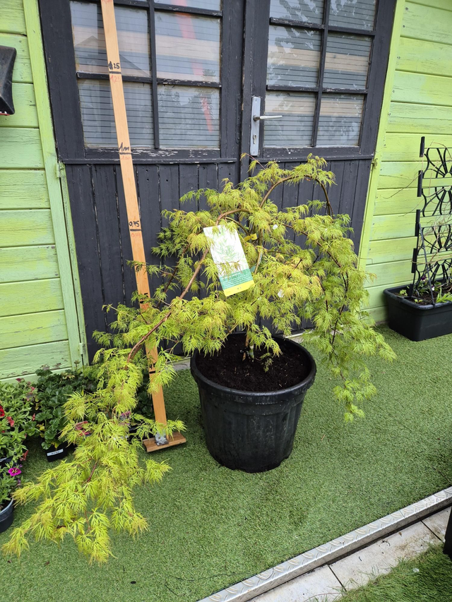 Erable palmatum Emerald Lace conteneur 35L 