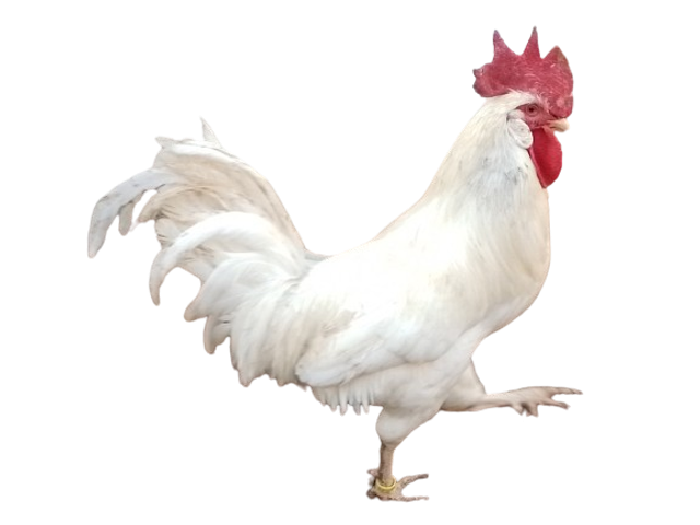 Coq Azur