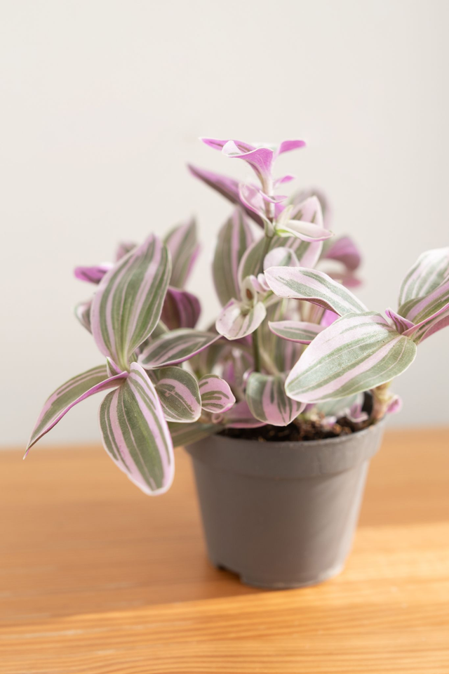 Tradescantia Rosa Sunrise (mini) 🌿