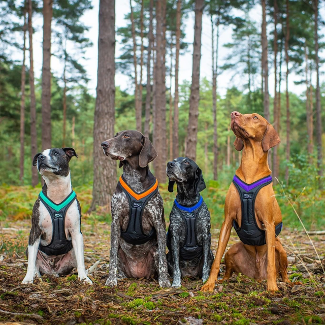 March  - Ludlow Beginners Canicross Course - 9 am Sunday Morning 