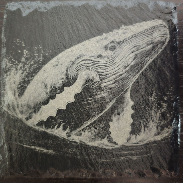 Animaux et plantes de l'océan