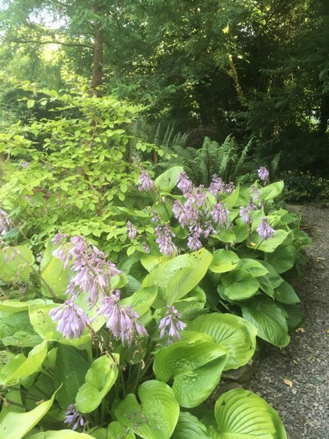 Hosta 'Sum and Substance' 