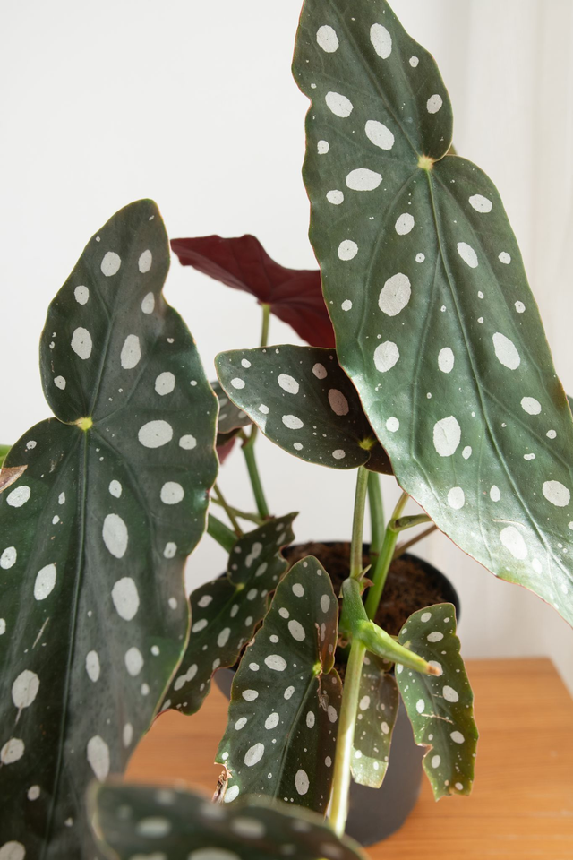 Begonia Maculata🌿
