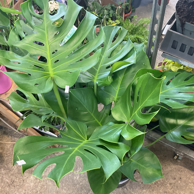 Monstera deliciosa 