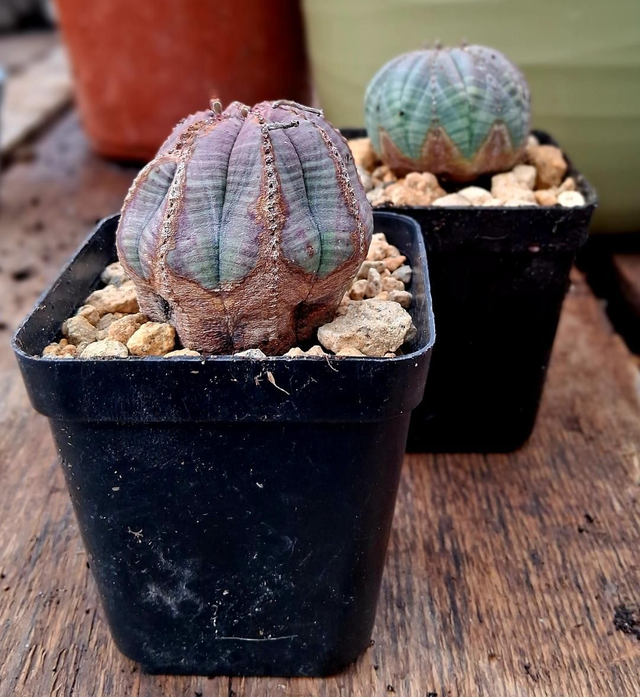 D105 . Euphorbia obesa