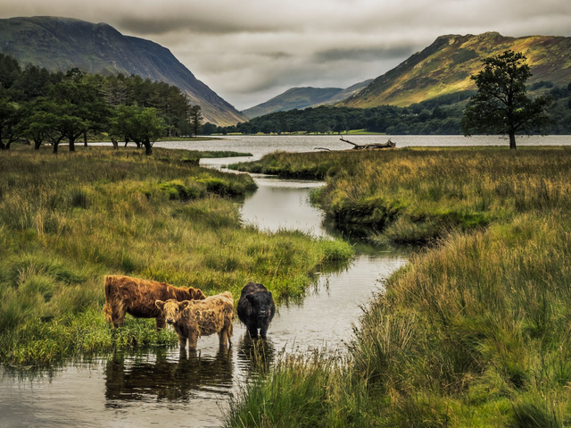 Three Cows at Buttermere Lake