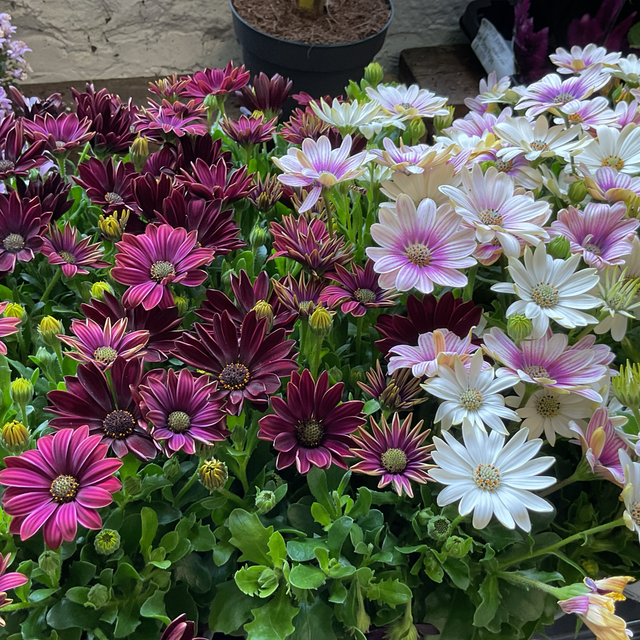 Osteospermum