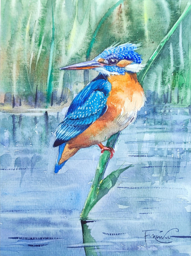 Zimorodek, 35x28 (24x18 w świetle passe-partout) akwarela 2025