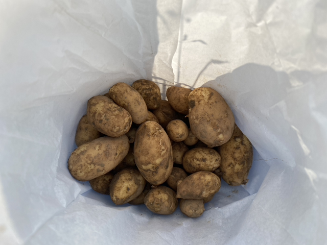 Pommes de terre nouvelles 