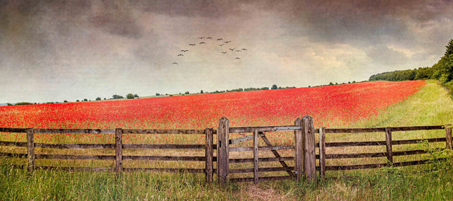 Cotswold Poppy Field