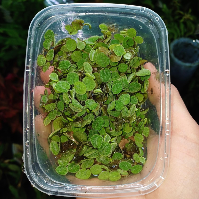 Salvinia Minima in bakje 200cc 8715897028182