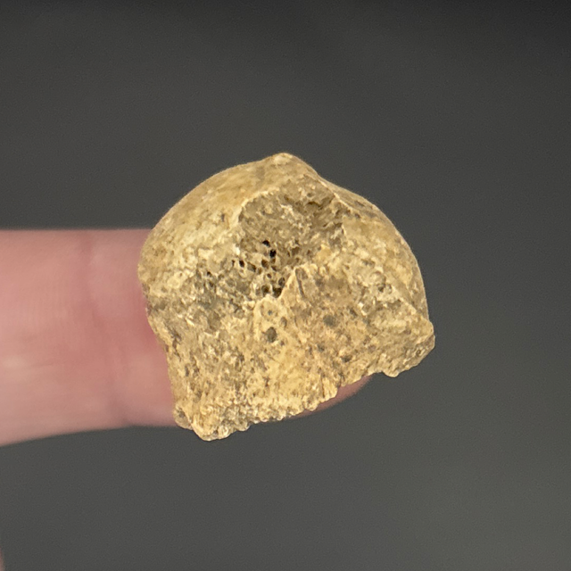 Cave Bear Bone Fragment 