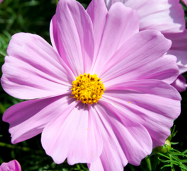 Cosmos Apollo Pink