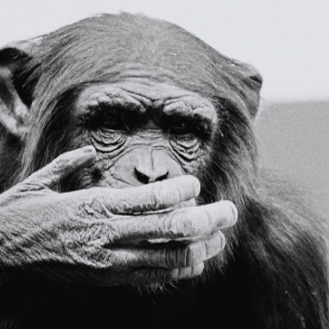 PETS DE SINGE GALET FONDANT