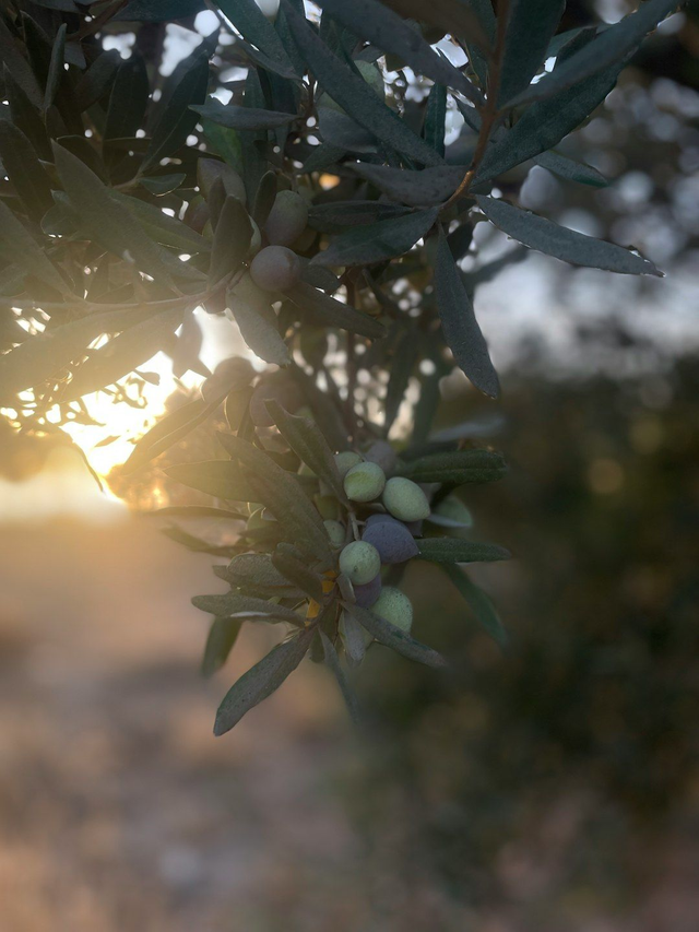 The OliveJuice - Olio EVO Produzione Nov 2025 - 25cl.