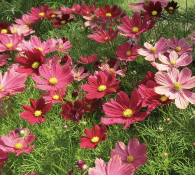 Cosmos Casanova Red 