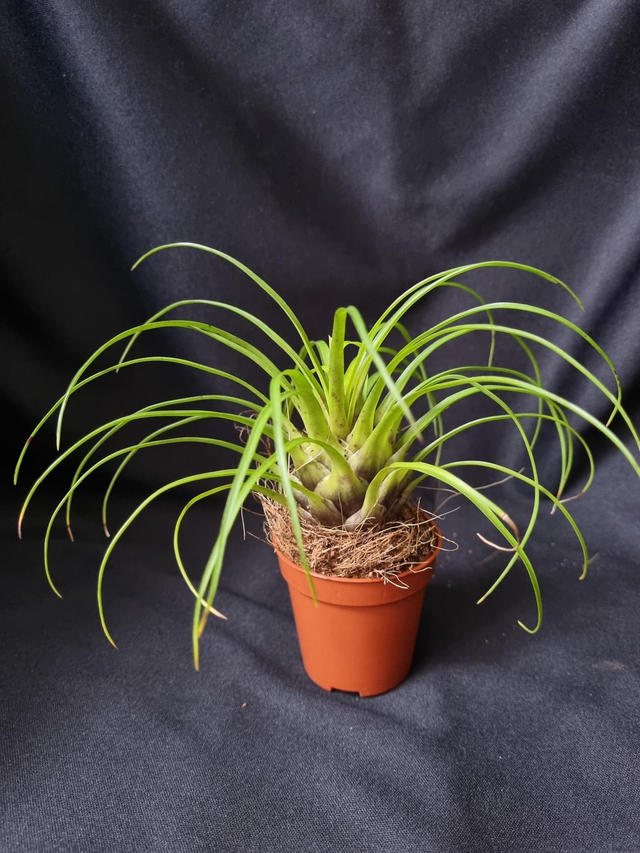 Vriesea correia araujoi